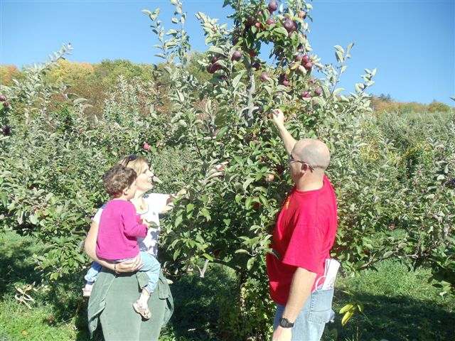 You are currently viewing Apple harvest a mixed bag