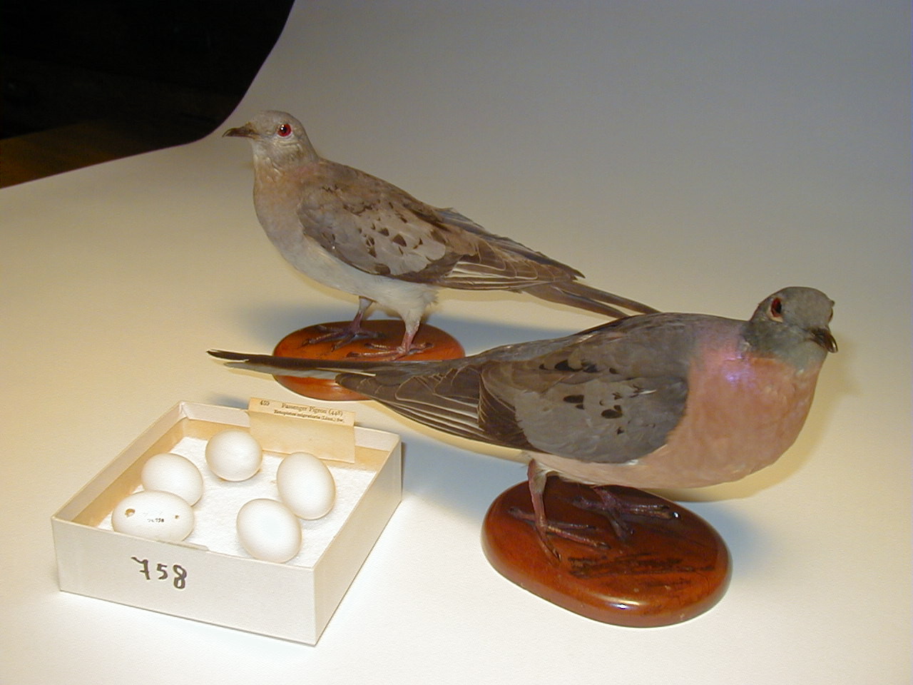 Read more about the article Rare specimens help Pember support pigeon project