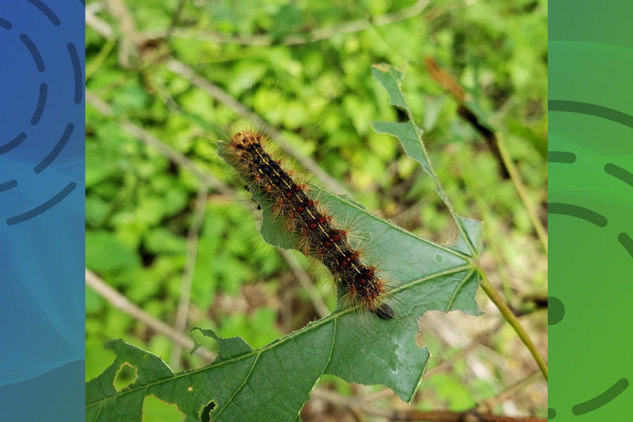 You are currently viewing How to deal with gypsy moth outbreak